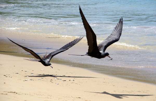 Frigate Birds