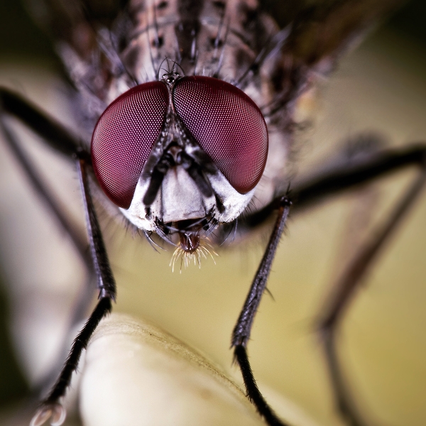Garden fly
