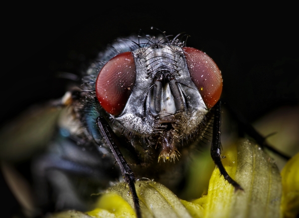 Green bottle fly