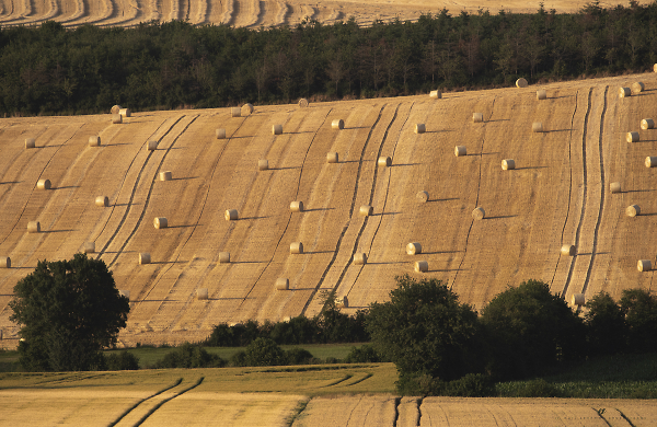 it's harvest time