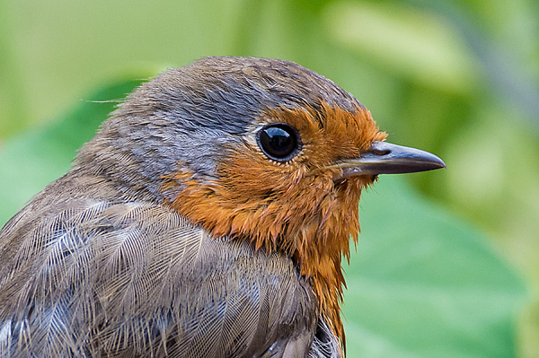 Our Robin
