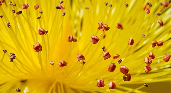 Pop go the stamens