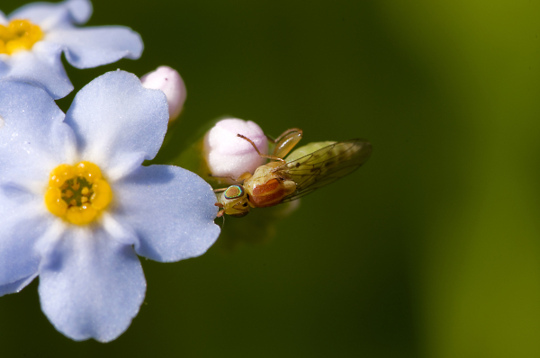 Tiny Fly on Forget-me-not
