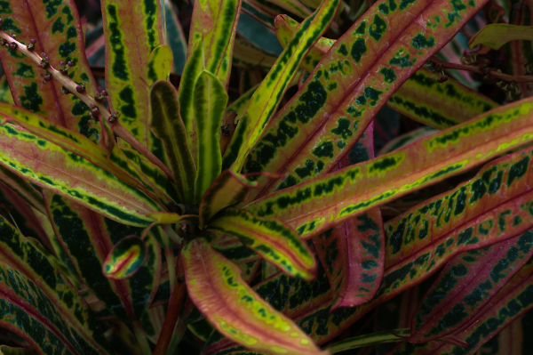 Topical Tropical