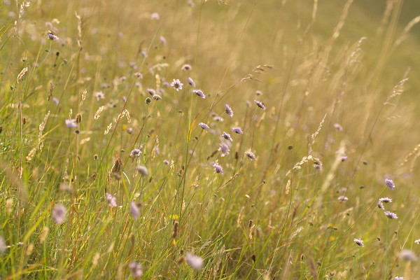 wild flowers