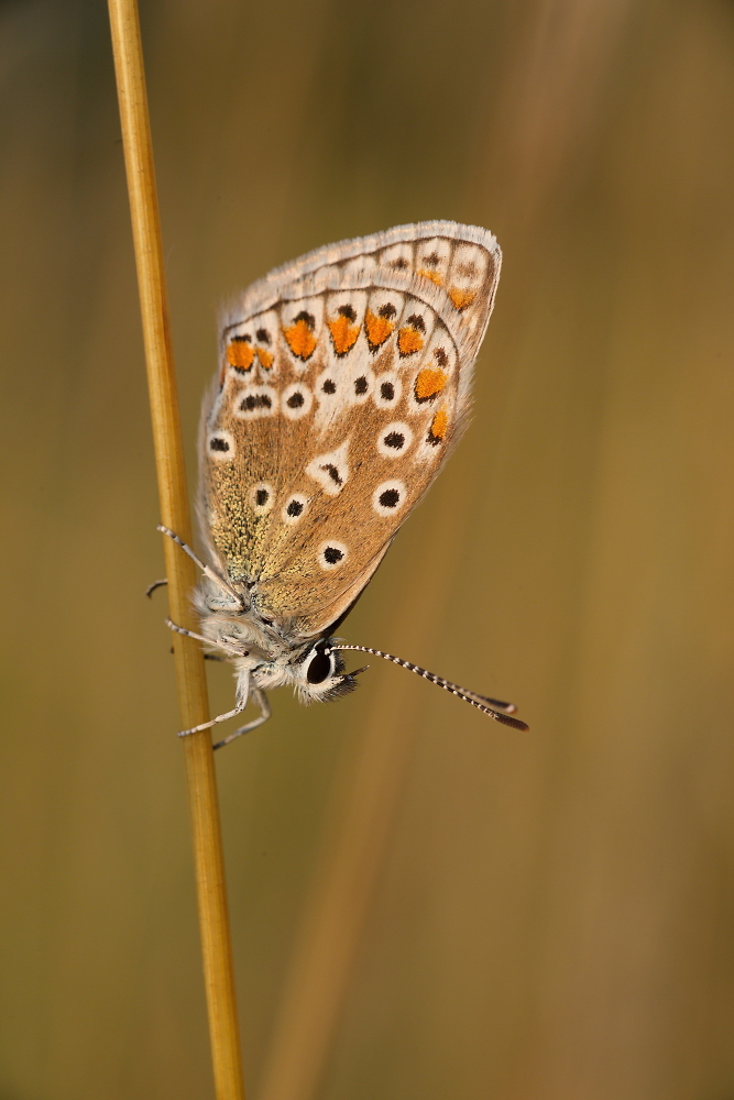 common blue