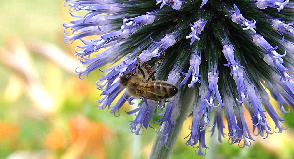 Honey bee visiting an allium flower by davidwozhere Pentax User
