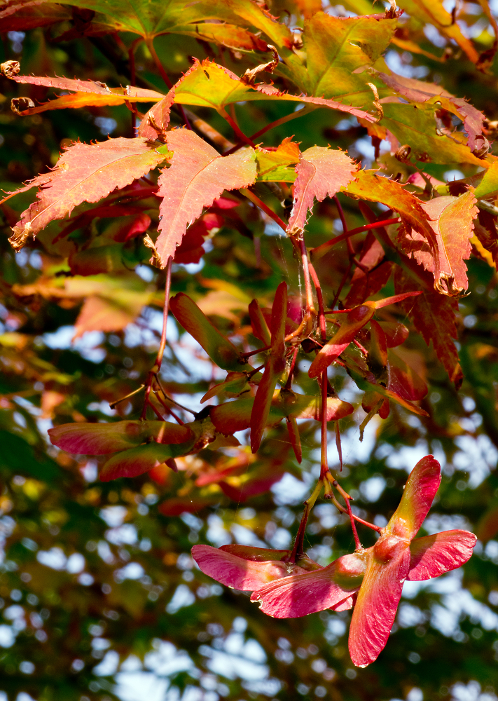Japanese Red Maple seeds