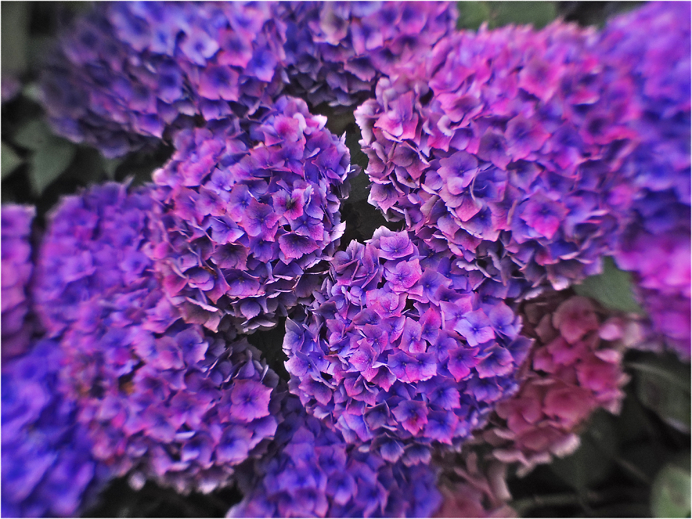 Rhododendrons