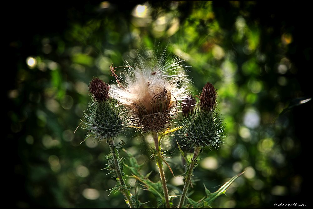 Thistle Seed Head