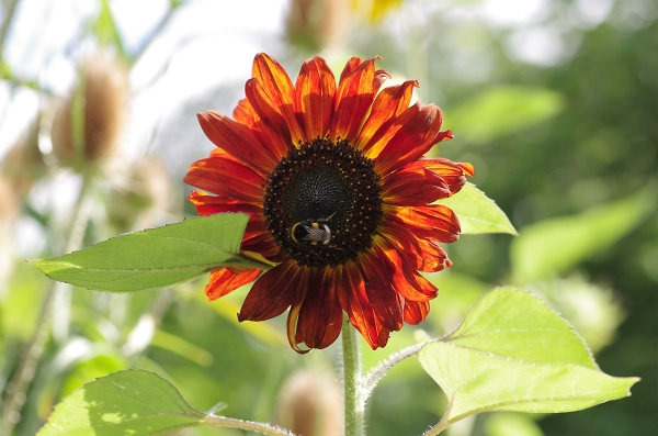 A 'Painterly' Sunflower