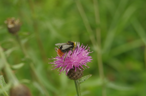 Bee on a flower