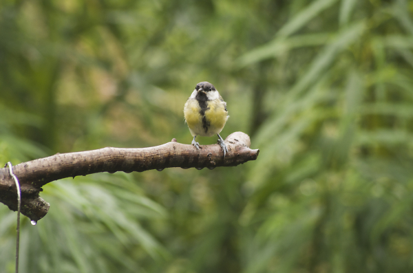 Bird on a branch