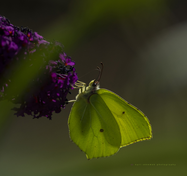 common brimstone