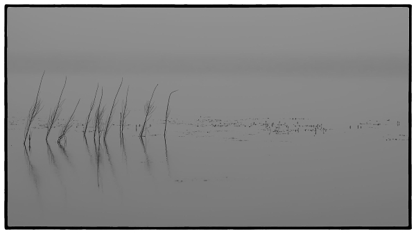 Fog