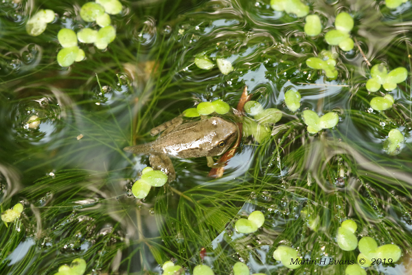 Froglet