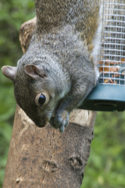 getting a feed