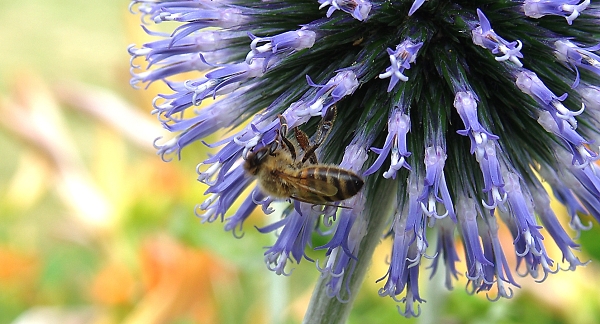 Honey bee visiting an allium flower