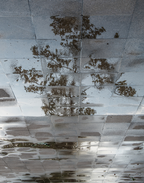 Nature in the Urban Scape