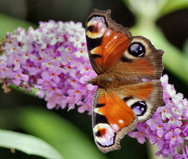 Peacock Butterfly