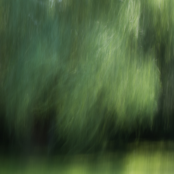 Wind in the Willow