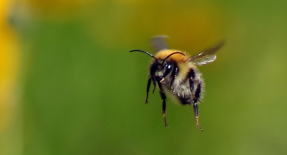 BBB (British Bumble Bee)