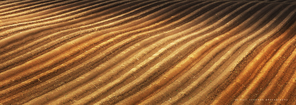 field