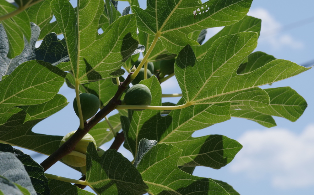 Fig Leaves