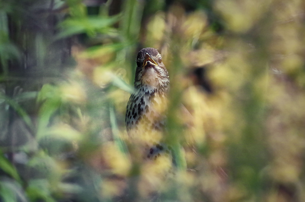 Thrush through the grasses