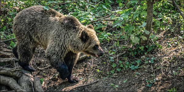 Bear