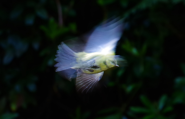 Bird in Flight