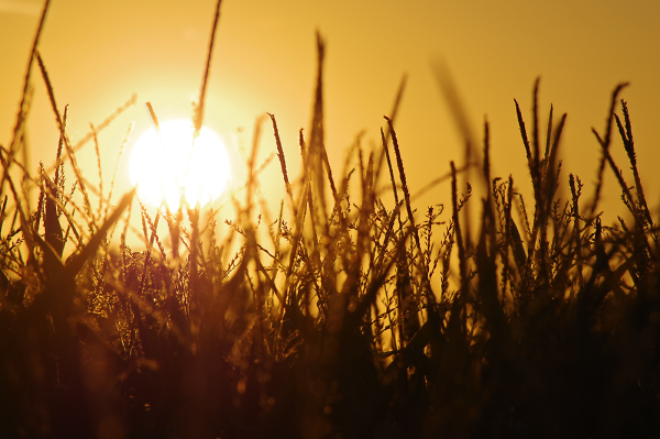Corn Field Sunset