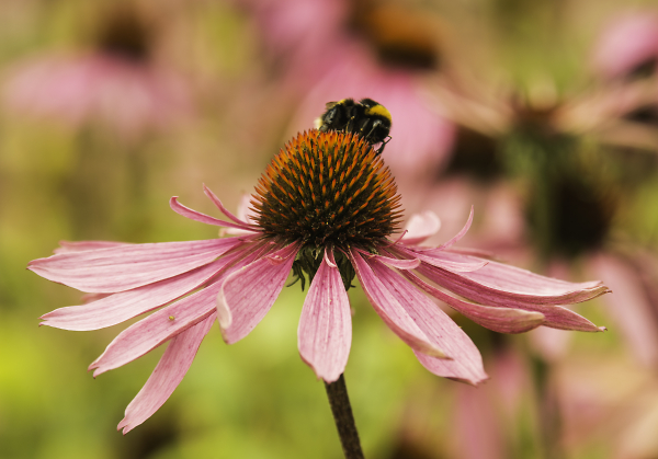 Echinacea