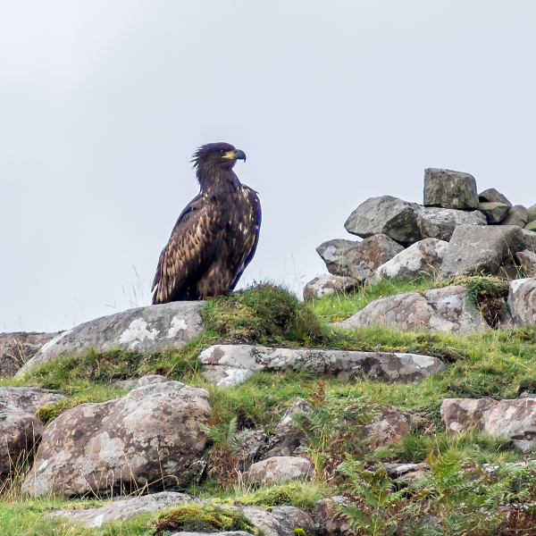 Golden Eagle