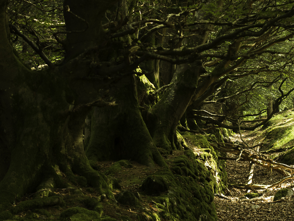 Old Wood