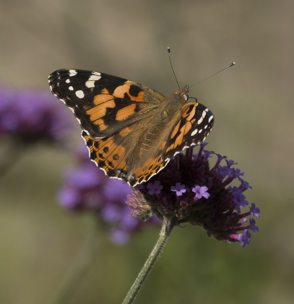 Painted Lady