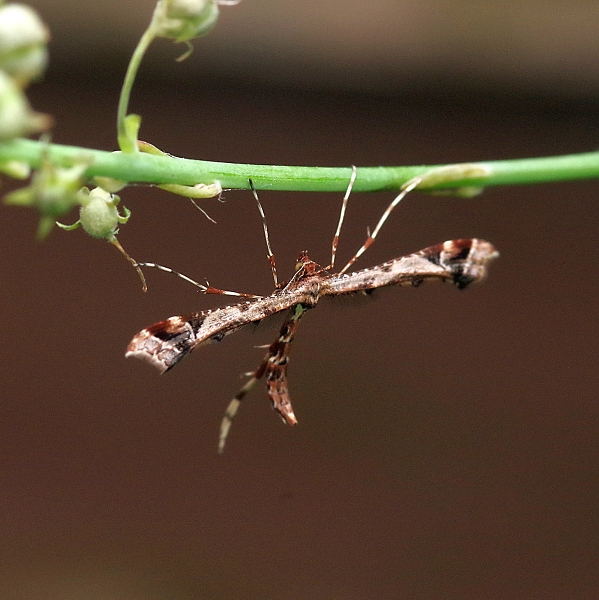 Roosting plume moth