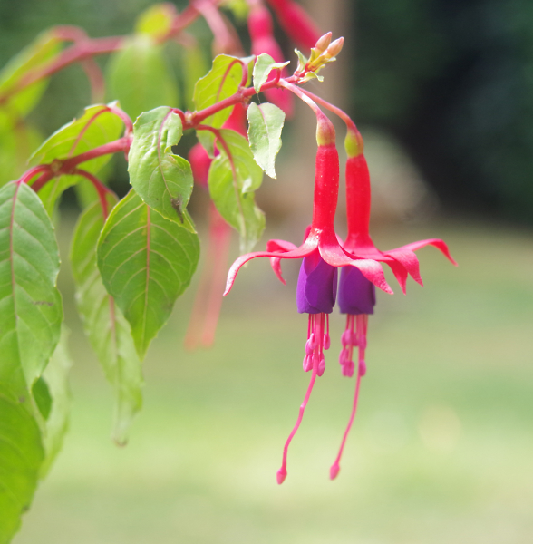 The Last of the Summer Flowers