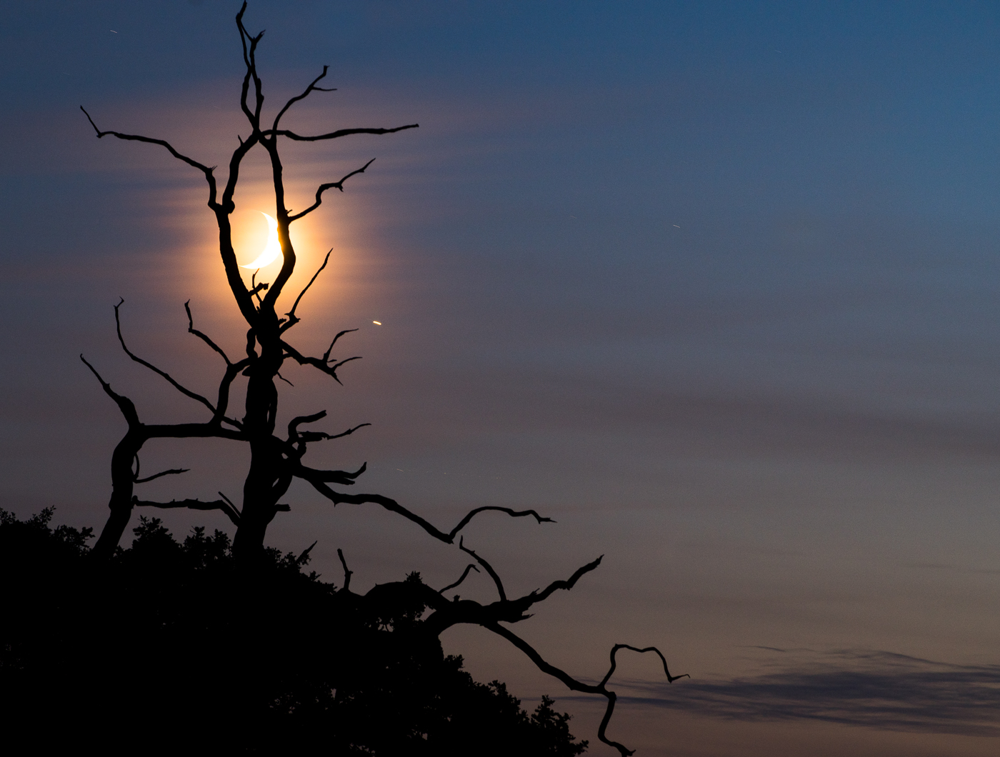 Moon Tree