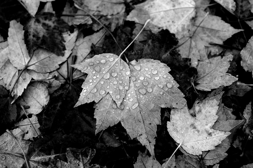 A Rainy Fall Day In October