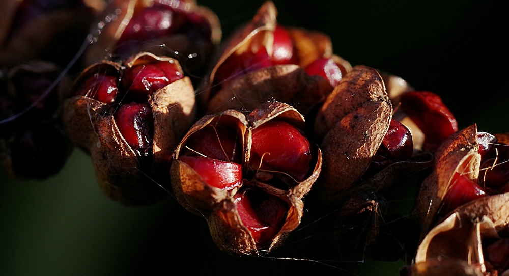Crocosmia seeds