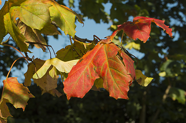 Amazing Autumn