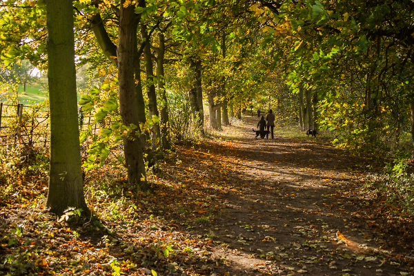 An Autumn walk