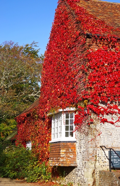 Autumnal colour