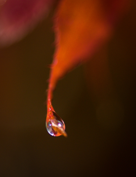Dew on Maple Leaf