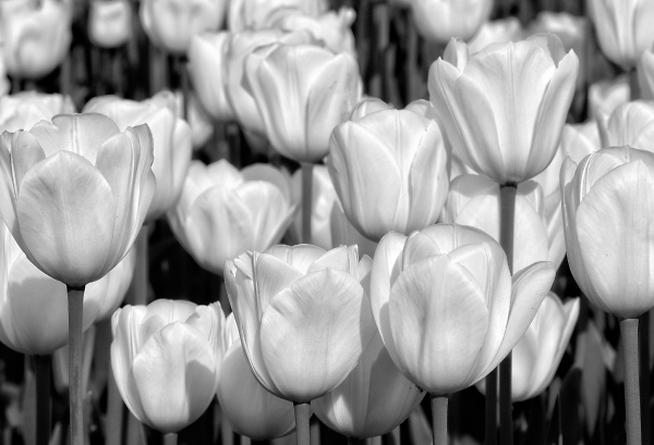 Embankment Tulips Mono 1