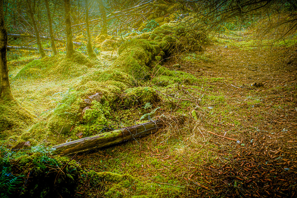 Follow The Old Stone Wall...