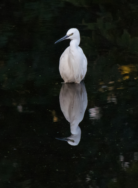 Little Egret