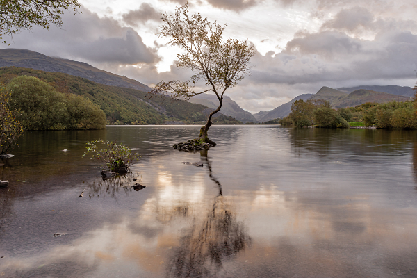 Lone tree at Llyn Padarn