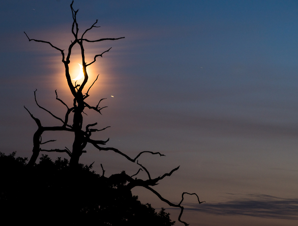 Moon Tree